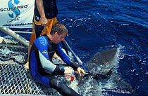 Richard Fitzpatrick drills holes in dorsal fin of Tiger shark {Galeocerdo cuvieri} to attach satellite transmitter, Great Barrier Reef & Coral Sea, Australia