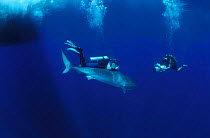 Richard Fitzpatrick swims with drowsy Tiger shark {Galeocerdo cuvieri} to rouse it back into movement after attaching satellite transmitter, Great Barrier Reef & Coral Sea, Australia