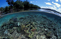 Mangrove forest and shallow coral reef with Giant clam, split level, Papua New Guinea