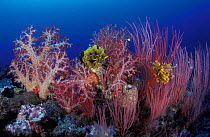 Soft coral forest and red sea fans, Papua New Guinea
