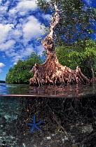 Mangrove tree with Blue starfish {Linckia laevigata} split level, Papua New Guinea