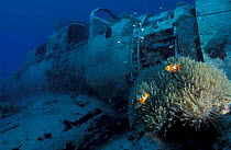 Wreck of Japanese WW II zero fighter aeroplane, diver + Clownfish, Papua New Guinea