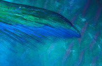 Close up of fin of Parrotfish {Scarus sp} Indo-pacific