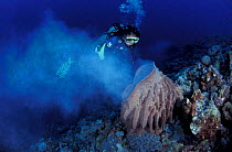 Diver at spawning Barrel sponge {Xestospongia testudinaria} Indo-pacific