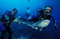 Divers attach temperature + depth recorder tag on Whitetip reef sharks tail {Triaenodon obesus} Osprey Reef, Coral Sea, Australia
