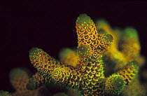 Hard coral {Acropora millepora} fluorescent under UV light, Papua New Guinea