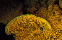 Chalice coral {Montipora sp} fluorescent under UV light, Papua New Guinea