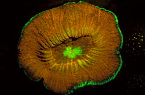 Hard coral {Scolymia vitiensis} fluorescent under UV light, Papua New Guinea