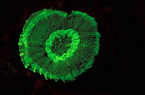 Hard coral {Scolymia vitiensis} fluorescent under UV light, Papua New Guinea