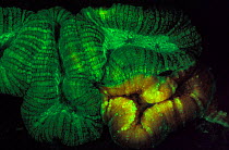 Hard coral {Lobophyllia sp} fluorescent under UV light, Papua New Guinea