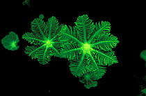 Soft coral, tree fern / palm coral {Clavularia sp} fluorescent under UV light, Papua New Guinea