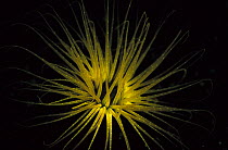 Tube anemone {Ceranthidae} fluorescent under UV light, Papua New Guinea