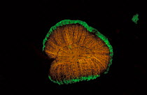 Hard coral {Scolymia sp} fluorescent under UV light, Papua New Guinea