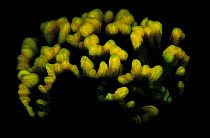Hard coral {Pectinia sp} fluorescent under UV light, Papua New Guinea