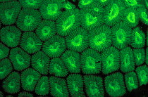 Star coral {Montastrea sp} fluorescent under UV light, Papua New Guinea