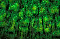 Hard coral {Mycedium elephantotus} fluorescent under UV light, Papua New Guinea