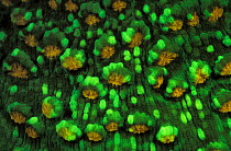 Hard coral {Mycedium elephantotus} fluorescent under UV light, Papua New Guinea