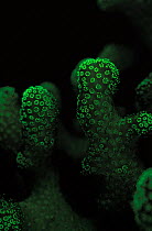 Hard coral {Stylophora pistillata} fluorescent under UV light, Papua New Guinea