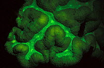 Hard coral {Lobophyllia sp} fluorescent under UV light, Papua New Guinea