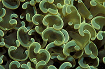 Colonial hard coral {Euphyllia ancora} Papua New Guinea