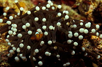 Hard coral {Heliofungia actiniformis} fluorescent under UV light, Papua New Guinea