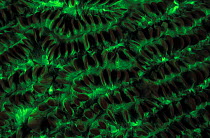 Soft coral {Scapophyllia sp} fluorescent under UV light, Papua New Guinea