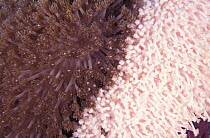 Bleached & healthy coral {Goniopora sp}, Indo-Pacific