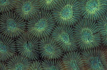 Fluorescent Star coral {Montastrea sp} in normal light, Papua New Guinea