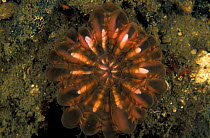 Fluorescent Solitary coral {Cynarina lacrymalis} in normal light, Papua New Guinea