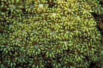 Fluorescent Hard coral {Goniopora sp} in normal light, Papua New Guinea