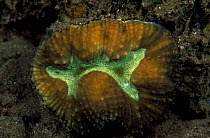 Fluorescent Hard coral {Lobophyllia sp} in normal light, Papua New Guinea