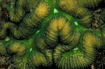 Fluorescent Hard coral {Lobophyllia sp} in normal light, Papua New Guinea