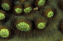 Fluorescent hard corals {Mycedium elephantotus} in normal light, Papua New Guinea