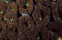 Fluorescent hard coral {Blastomussa wellsi} in normal light, Papua New Guinea