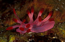 Nudibranch {Okenia sp} Papua New Guinea