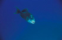 Yellowmargin triggerfish {Pseudobalistes flavimarginatus} Papua New Guinea