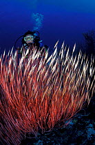 Schooling razorfish / shrimpfish {Aeoliscus strigatus} over sea whip coral with diver, Papua New Guinea