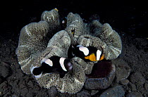Saddleback anemone fish {Amphiprion polymnus} caring for their eggs, Papua New Guinea