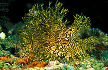 Weedy scorpionfish {Rhinopias aphanes} Papua New Guinea