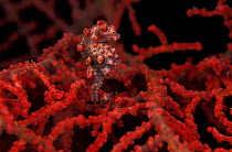 Pygmy seahorse {Hippocampus bargibanti} in fan coral, Papua New Guinea