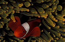 Spinecheek clownfish {Premnas biaculeatus} in sea anemone, Papua New Guinea