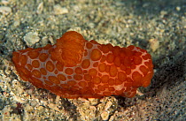 Nudibranch {Gymnodoris sp} Papua New Guinea