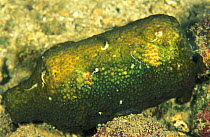 Old bottle underwater encrusted with coral & algae, Papua New Guinea