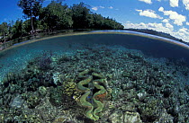 Mangrove forest and shallow reef with clam, split level, Papua New Guinea