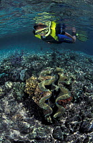 Shallow coral reef with Giant clam {Tridacna sp} and snorkeler, Papua New Guinea