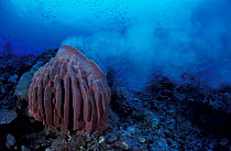 Spawning barrel sponge {Xestospongia testudinaria} Papua New Guinea