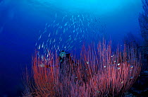 Schooling Razorfish / Shrimpfish {Aeolicsus strigatus} over sea whips with diver. Papua New Guinea