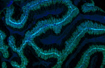 Hard coral {Symphyllia sp} fluorescent under UV light, Great Barrier Reef & Coral Sea, Australia