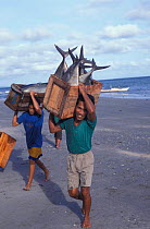 Fishermen carrying Tuna catch from boats, Panay, Aklan, Philippines