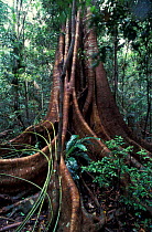 Roots of fig tree {Ficus sp} in rain forest, Queensland, Australia